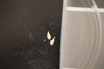 Media type: image;   Malacology 170754 Description: Preserved specimen.;